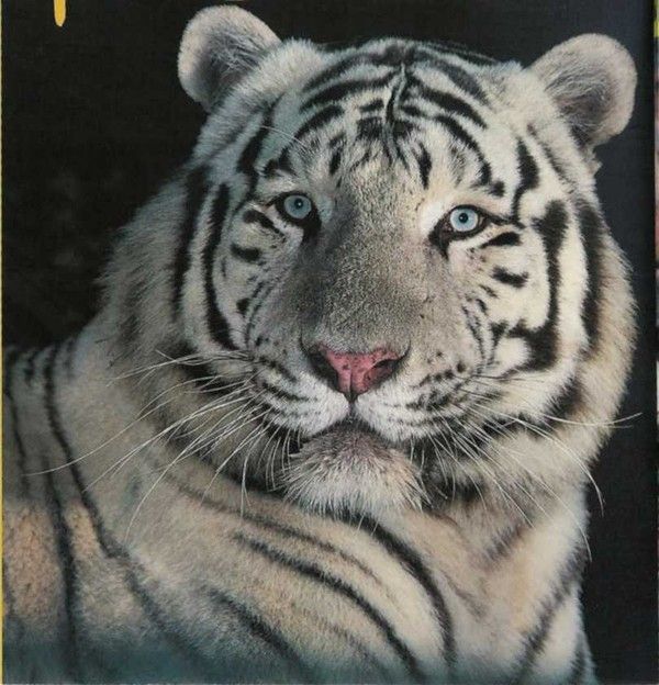 le tigre