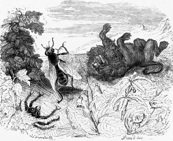 LE LION ET LE MOUCHERON DE JEAN DE LA FONTAINE